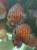 Дискус Туркис Красный (Discus Turkis Red)