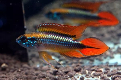 Апистограмма Агассица Дабл Ред Apistogramma agassizii sp.