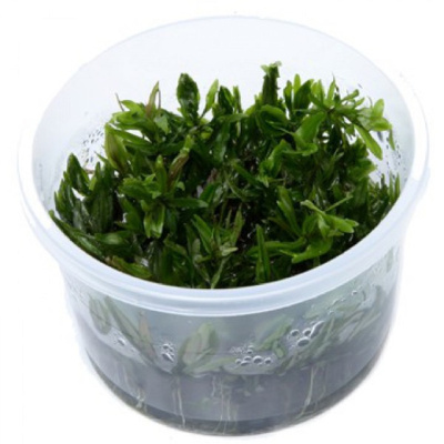 Дидиплис диандра (меристемное растение), ф60х40 мм