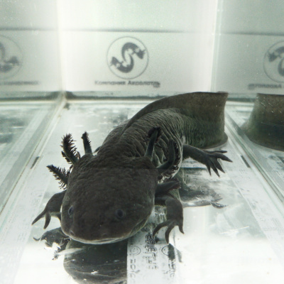 Аксолотль Агатовый Дракон, M Ambystoma mexicanum