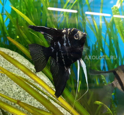 Скалярия Мрамор, M