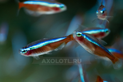 Неон Красный, L Неон Красный, L