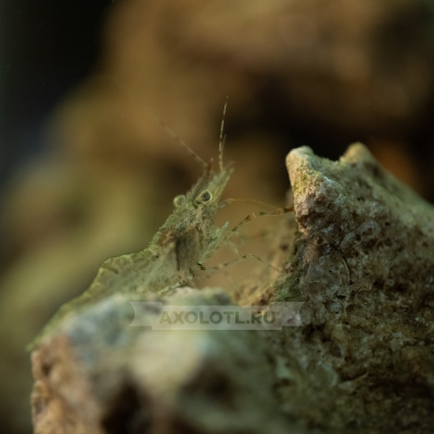 Креветка Макробрахиум Гималайский Macrobrachium sp Nepal Himalayas red claw