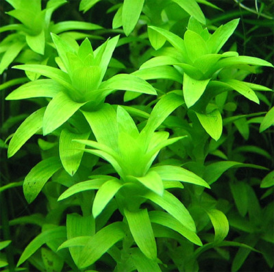 Тонина Флюватилис, шт