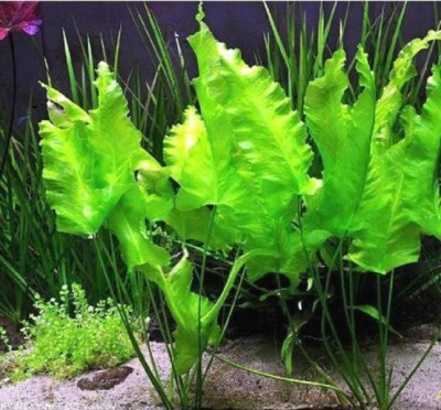 Кувшинка Японская, шт