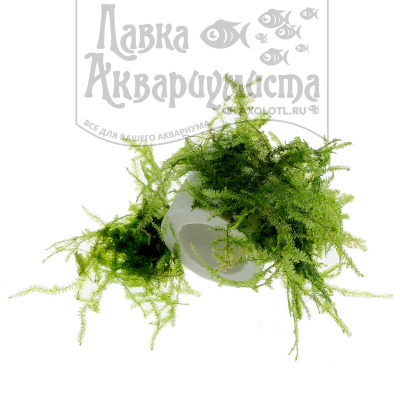 Мох рождественский, 1 гр