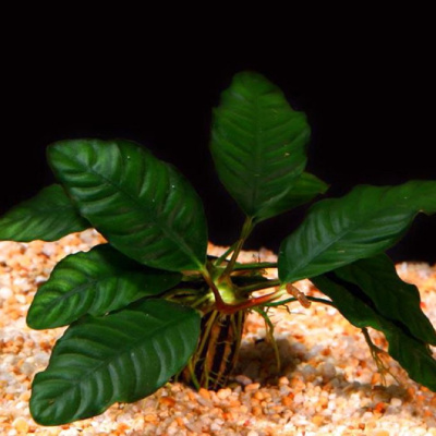 Анубиас Бартери Кофейнолистный, шт