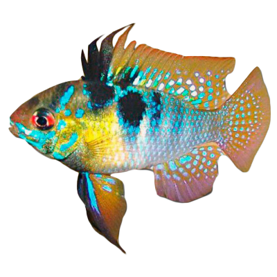 Апистограмма Рамирези Microgeophagus ramirezi