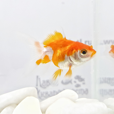 Риукин Красно-белый (SM) Carassius auratus