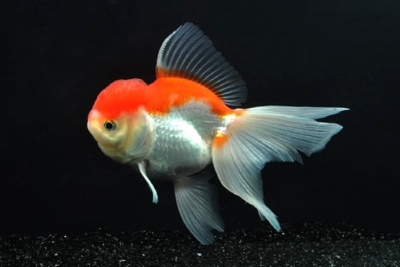 Оранда Красно-белая (L) Carassius auratus