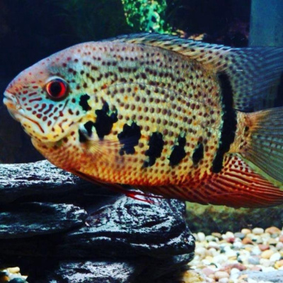 картинка Северум обыкновенный от магазина