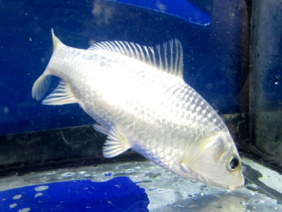 Карп КОИ СЕРЕБРЯНЫЙ Вуалевый, M