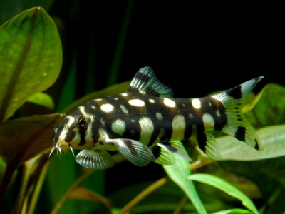 картинка Боция Шидмунки (шахматная) от магазина