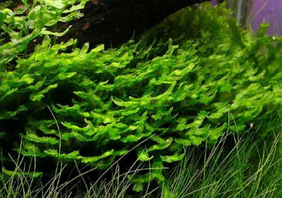 Мох Моносолениум, 3 гр