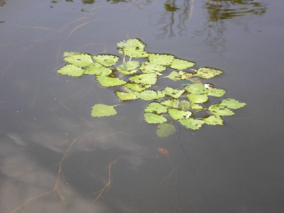Водный орех (надводный) Водный орех (надводный)