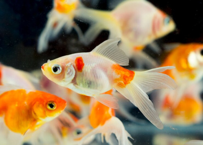 Вуалехвост Красная Шапочка (S) Carassius auratus