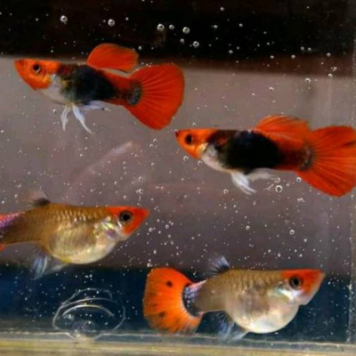картинка Гуппи ассорти (самцы) от магазина