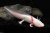 Аксолотль Альбино, M Ambystoma mexicanum