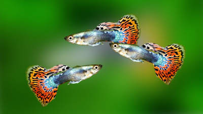 Гуппи леопард Гуппи леопард