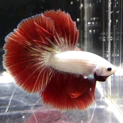 Петушок Халфмун Дракон (самец)