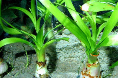 Кринум тайский (луковица), шт