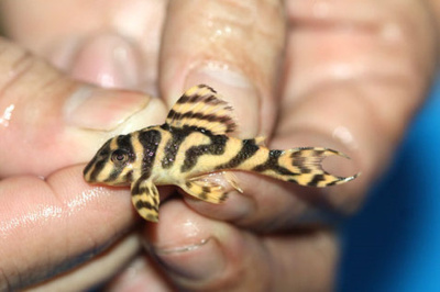 L401 Гипанциструс Золотая зебра  Hypancistrus sp. L401