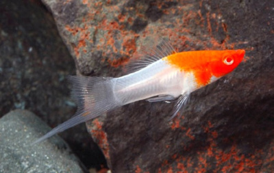 картинка Меченосец Санта-Клаус (красно-белый) от магазина