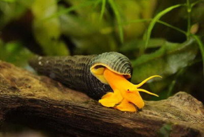 Улитка Тиломелания Оранжевый кролик