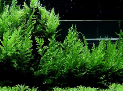 Папоротник Болбитис Геделоти, шт