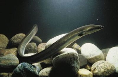 картинка Угорь Мраморный от магазина