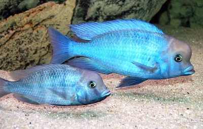 Дельфин Голубой Haplochromis moori