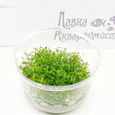 Прозерпинака Палюстрис (меристемное растение), ф60х40 мм