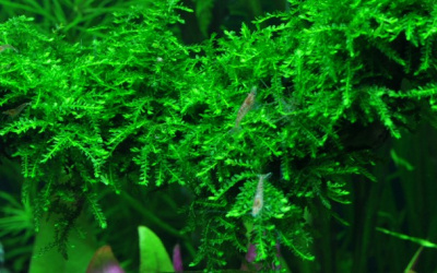 TROPICA Мох везикулария Випинг (меристемное растение)