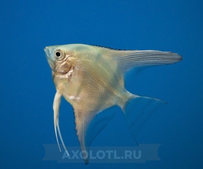 Скалярия mix, SM