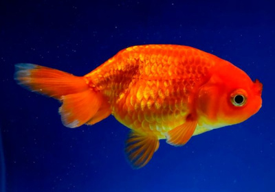 Ранчу Красный (SM) Carassius auratus