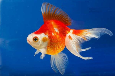 Риукин красно-белый (M) Carassius auratus