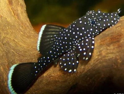 L181 Анциструс Звёздчатый Ancistrus hoplogenys L181
