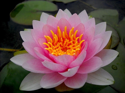 Nymphaea Madame wilfron gonnere - розовая, средний сорт