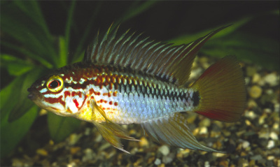 Апистограмма Макмастера Ред Маск Apistogramma Macmaster Red Mask