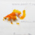 Риукин Красно-белый (SM) Carassius auratus