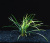 Офиопогон Японский, шт Ophiopogon japonica