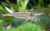 Креветка Амано, M Caridina japonica Креветка Амано, M Caridina japonica