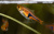 Расбора Эспеи Rasbora espei