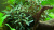TROPICA Буцефаландра Красная в горшочке TROPICA Буцефаландра Красная в горшочке