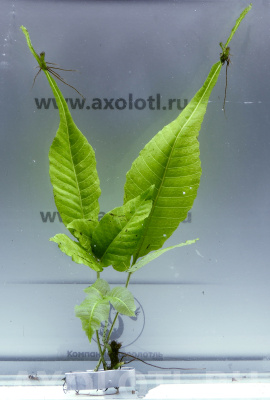 папоротник болбитис