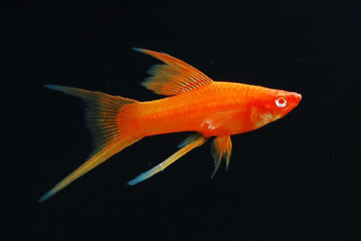 Меченосец Высокоплавничный Красный