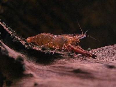 Креветка Макробрахиум Хамелеон Macrobrachium pilimanus