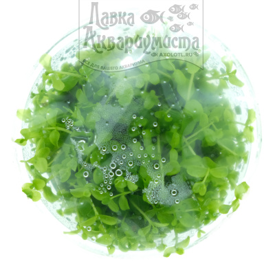 Микрантенум Монте-Карло (меристемное растение), d 6,5