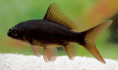 Комета Черная (SM) Carassius auratus Комета Черная (SM) Carassius auratus