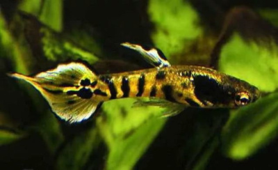 Гуппи Эндлера Тигр самцы Poecilia wingei Гуппи Эндлера Тигр самцы Poecilia wingei